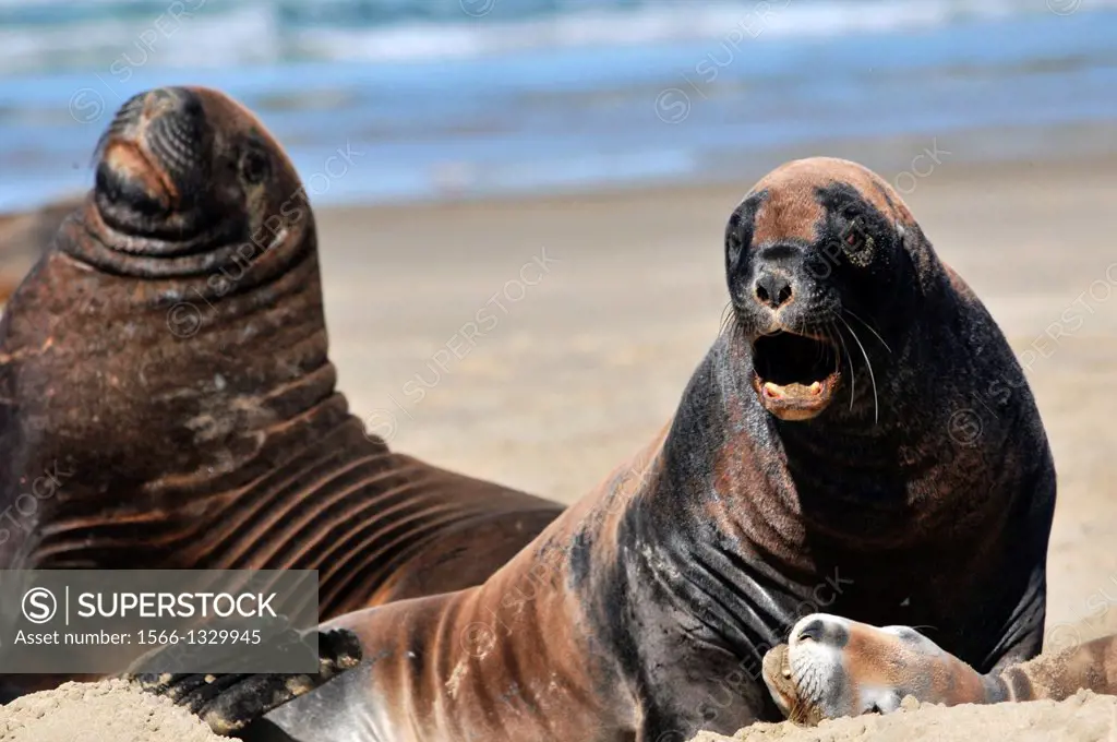 Endemic New Zealand or Hooker's sea lion, Phocarctos hookeri, one of the rarest species of sea lions in the world, Catlins coast, South Island, New Ze...