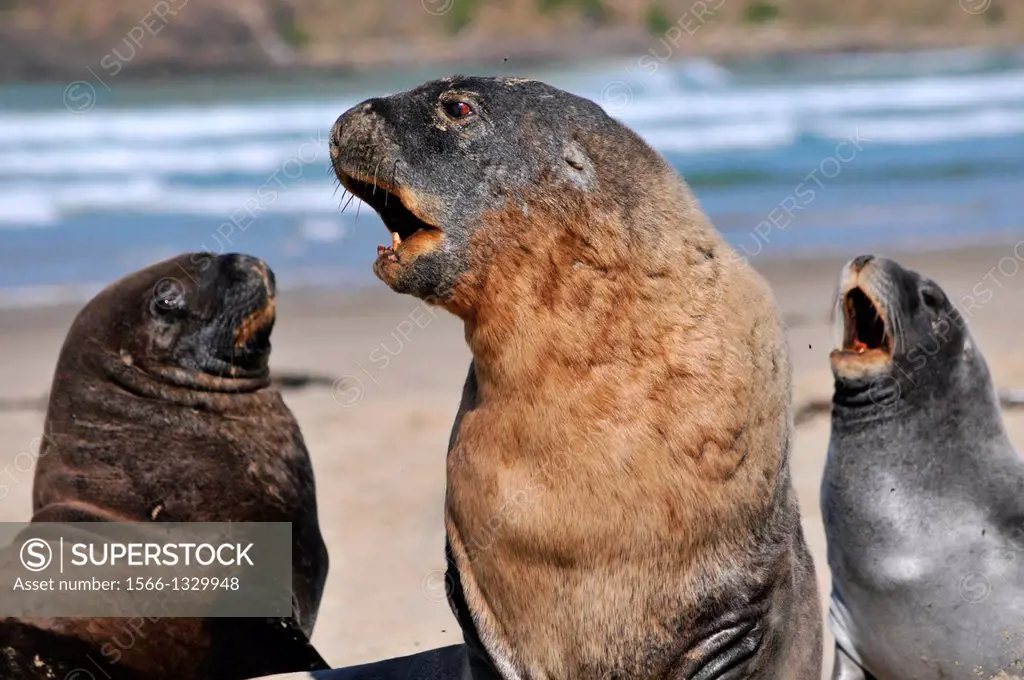 Endemic New Zealand or Hooker's sea lion, Phocarctos hookeri, one of the rarest species of sea lions in the world, interacting, Catlins coast, South I...