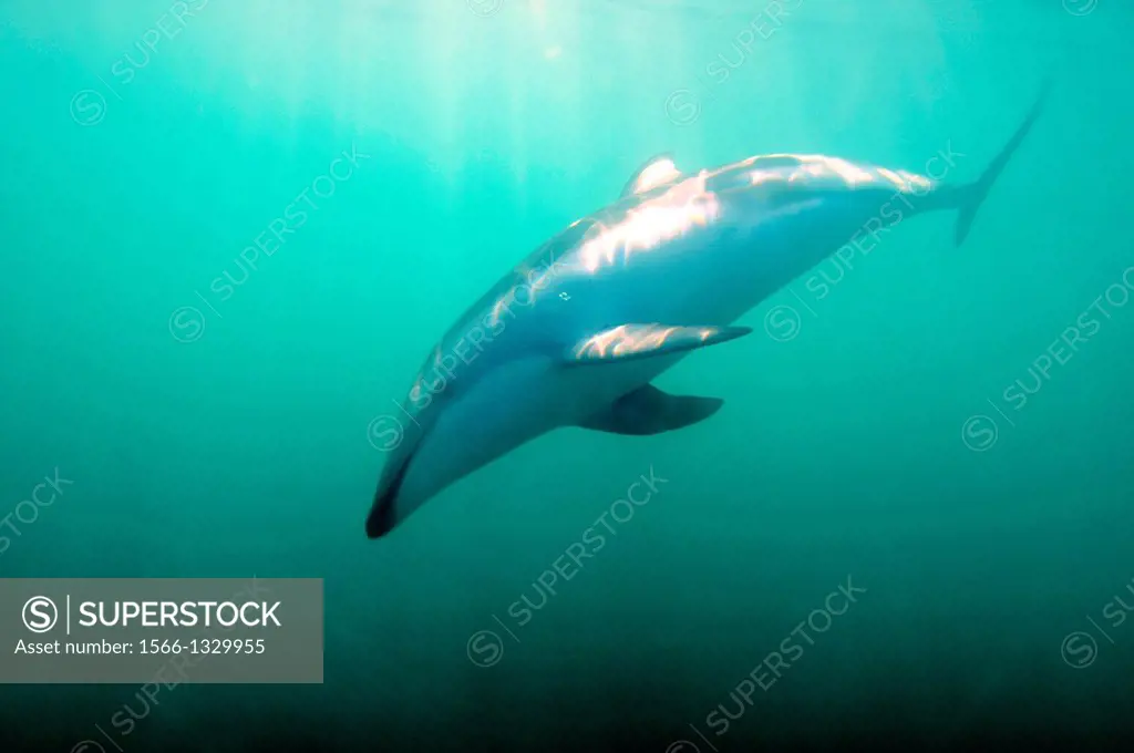 Dusky dolphin, Lagenorhynchus obscurus, Kaikoura, South Island, New Zealand.