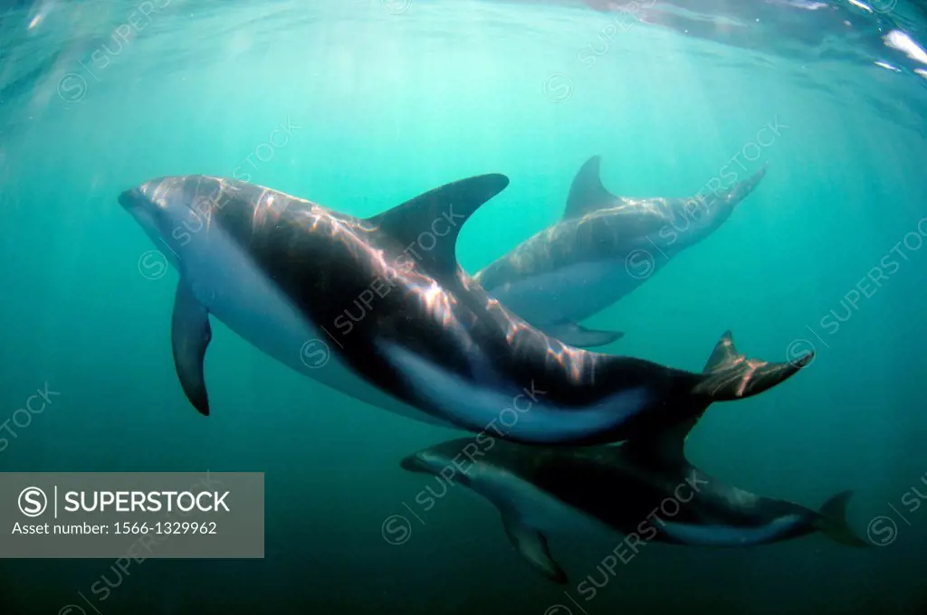 Dusky dolphin, Lagenorhynchus obscurus, Kaikoura, South Island, New Zealand.
