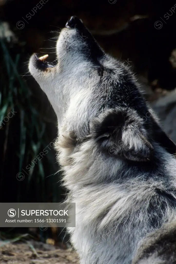 Gray wolf, Oregon Zoo, Washington Park, Portland, Oregon.