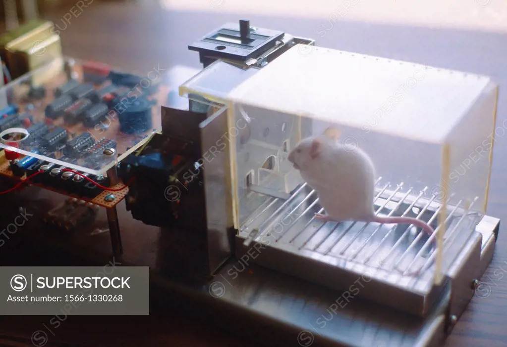 Mouse in Skinner box, behavior experiment- mouse presses bar for food