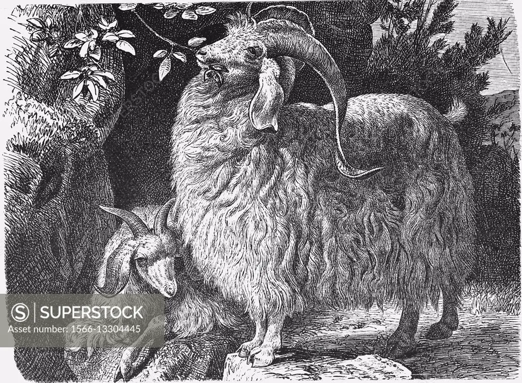 Angora goat, Capra aegagrus hircus, illustration from book dated 1904.