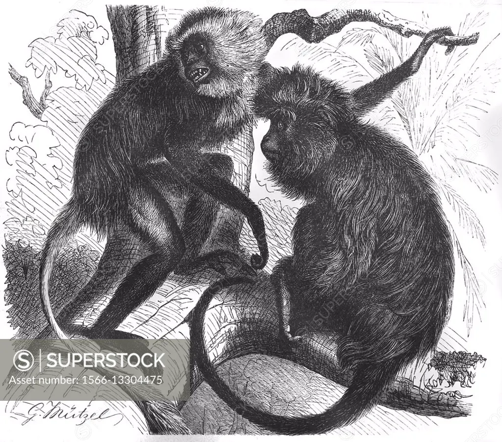 Ursine colobus, Colobus vellerosus, and Black colobus, Colobus satanas, illustration from book dated 1904.