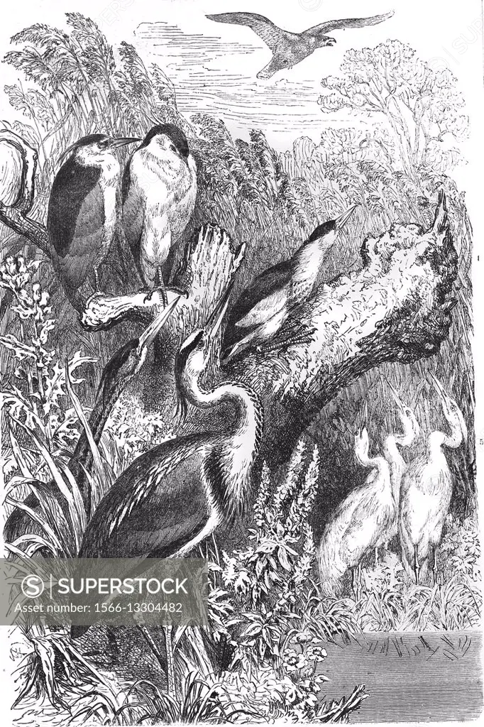 Grey heron, purple heron, black-crowned night heron, little bittern, little egret, illustration from book dated 1904.