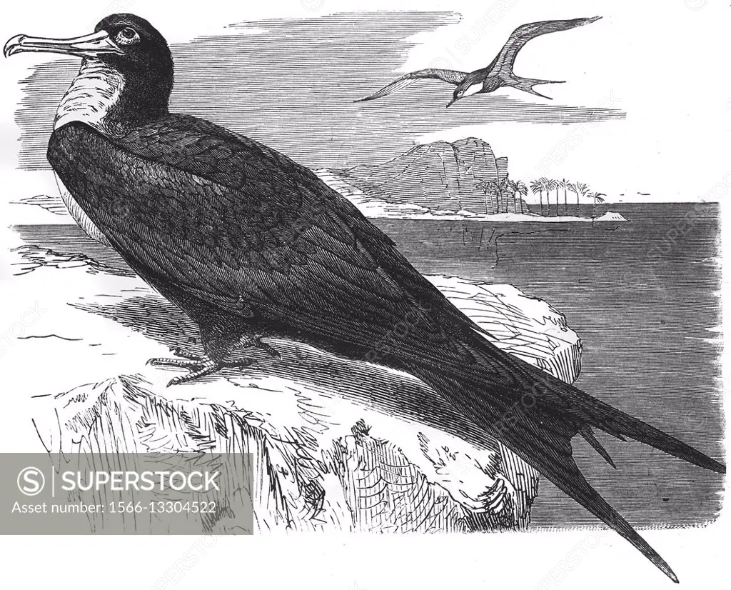 Ascension frigatebird, Fregata aquila, illustration from book dated 1904.
