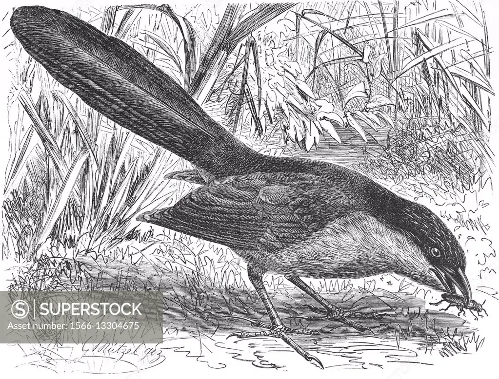 Senegal coucal, Centropus senegalensis, illustration from book dated 1904.