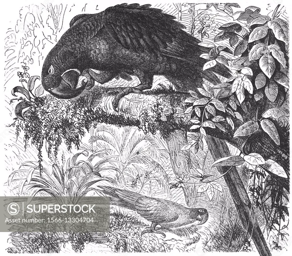 Hyacinth macaw, Anodorhynchus hyacinthinus, hyacinthine macaw, illustration from book dated 1904.