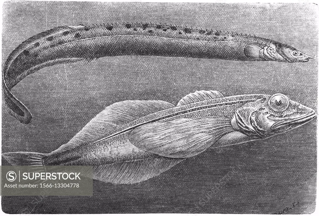Tire track eel, Mastacembelus armatus and Comephorus baikalensis, Big Baikal oilfish, golomyanka, illustration from book dated 1904.