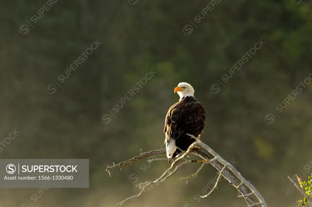 Bald Eagle (Haliaeetus leucocephalus) Alert for spawnig salmon and salmon carcasses along the Chilko River, Chilcotin wilderness, British Columbia, Ca...