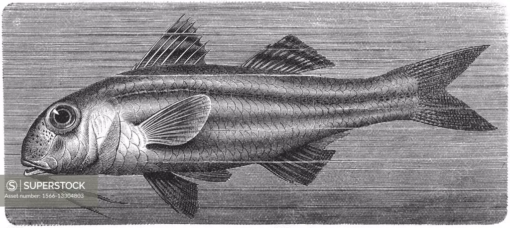 Striped red mullet, surmullet, Mullus surmuletus, goatfish, illustration from book dated 1904.