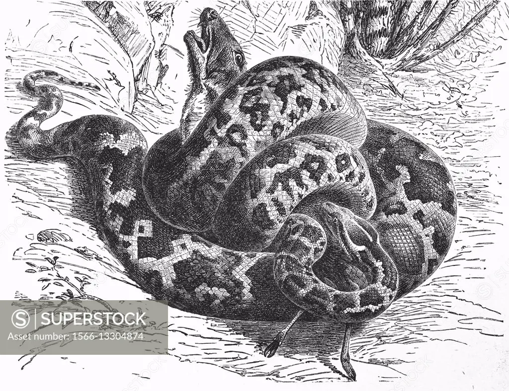 Indian python, black-tailed python, Indian rock python, Python molurus, illustration from book dated 1904.