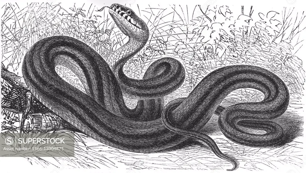 Banded water snake, southern water snake, Nerodia fasciata, illustration from book dated 1904.