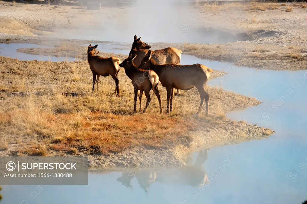Elk (Cervus elaphus) Females and calves in the West Thumb geyser basin, Yellowstone NP, Wyoming, USA