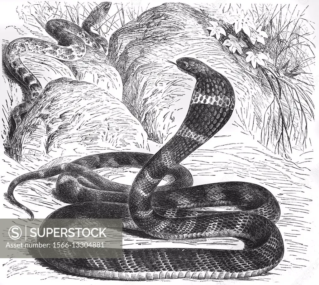 King cobra, Ophiophagus hannah, illustration from book dated 1904.