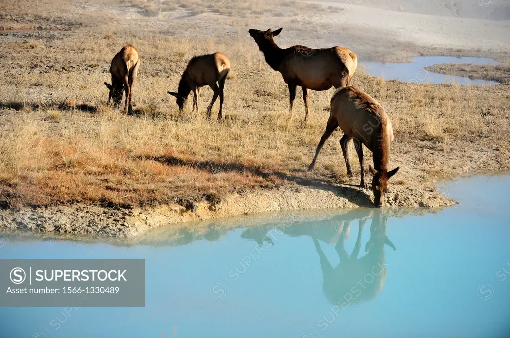 Elk (Cervus elaphus) Females and calves in the West Thumb geyser basin, drinking from a hot spring pool, Yellowstone NP, Wyoming, USA
