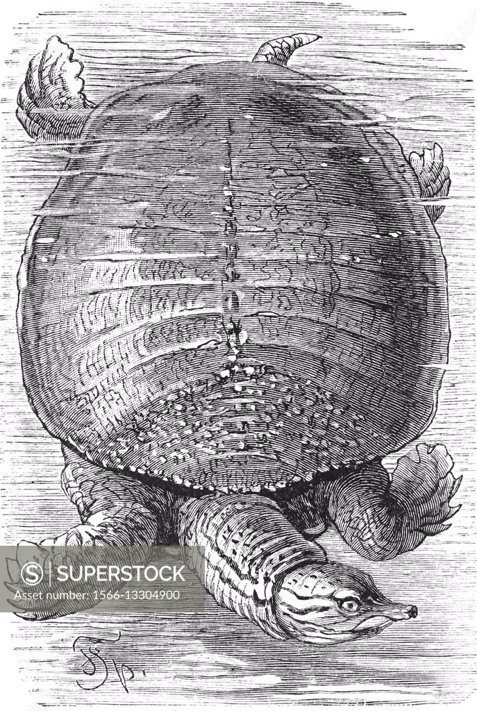 Florida softshell turtle, Apalone ferox, Trionyx ferox, illustration from book dated 1904.