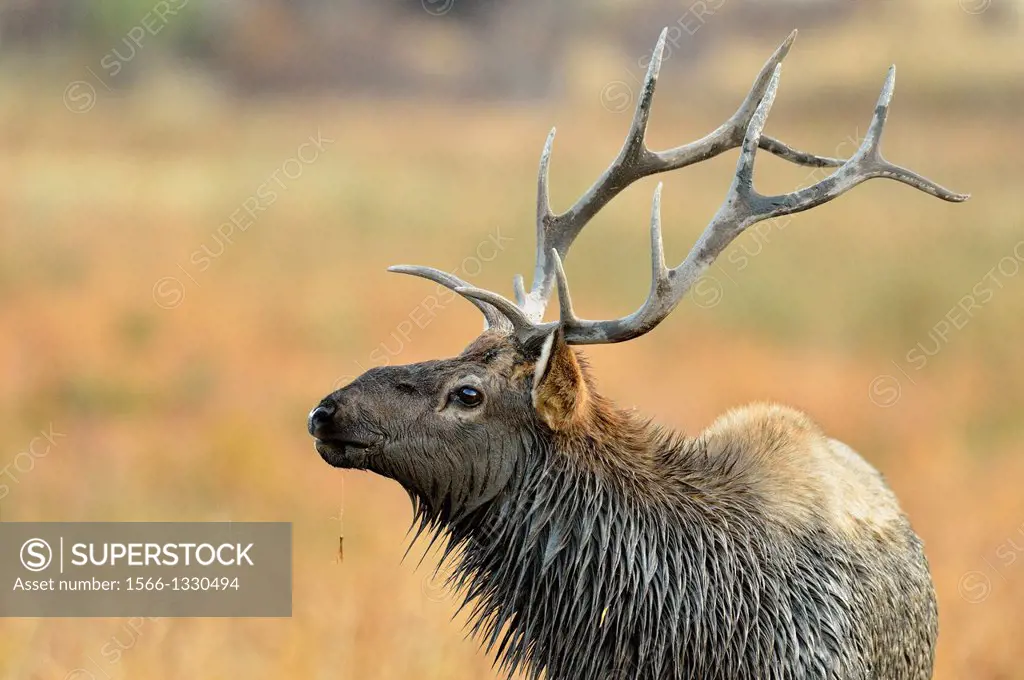 Elk (Cervus elaphus) Stag exhibiting rutting behaviour, Yellowstone NP, Wyoming, USA
