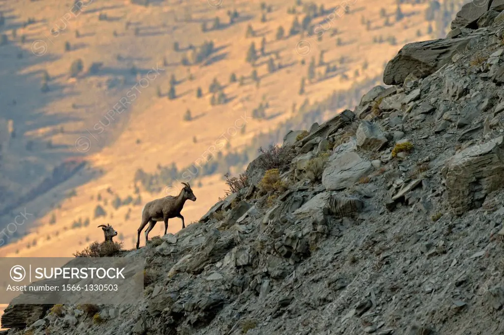 Bighorn sheep (Ovis canadensis) Climbing to safety for the night in the Gardner River canyon, Yellowstone NP, Montana, USA