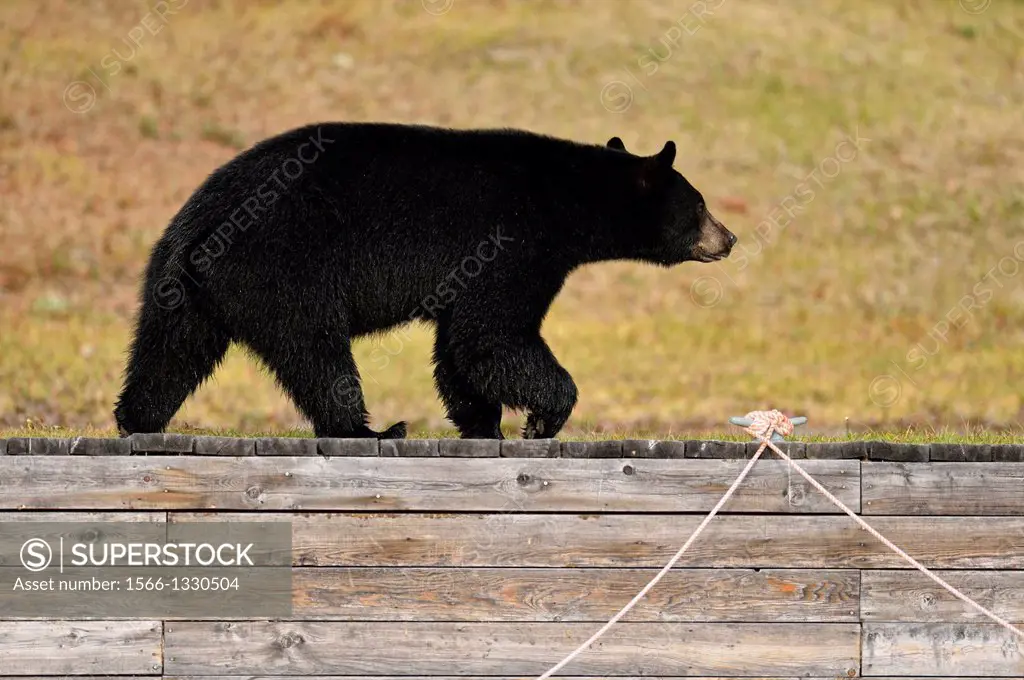 American Black bear (Ursus americanus)- Attracted to spawning salmon near a camp dock. Chilcotin Wilderness, BC Interior, Canada