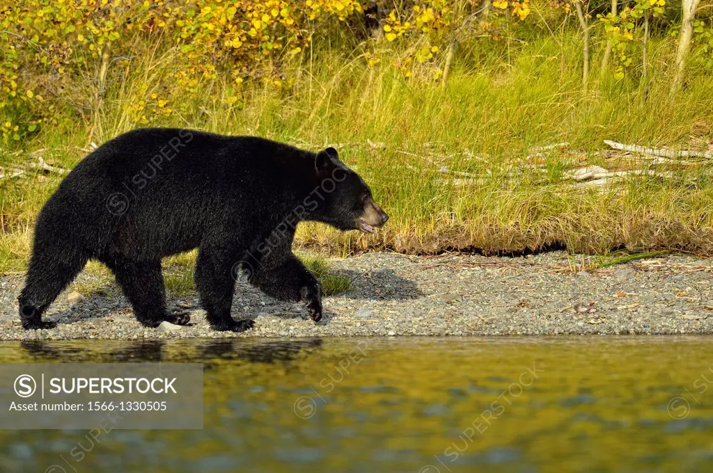 American Black bear (Ursus americanus)- Patrolling riverbank for spawning salmon. Chilcotin Wilderness, BC Interior, Canada