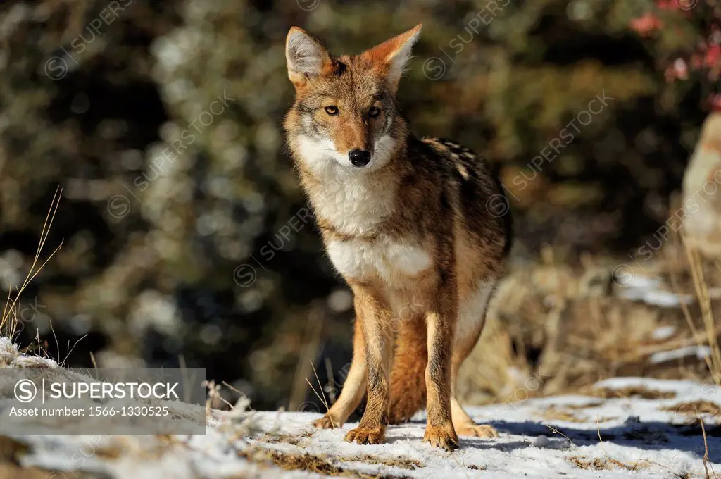 Coyote (Canis latrans) in late autumn mountain habitat, Bozeman, Montana, USA.