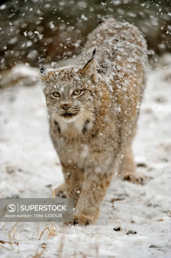 Canadian Lynx (Lynx canadensis) walking in a snow-squall, Bozeman, Montana, USA.