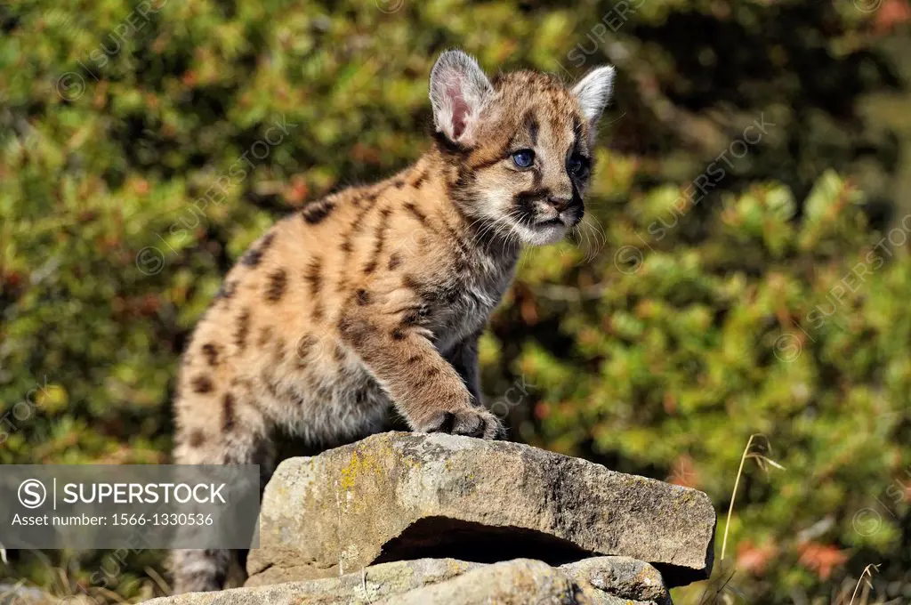 Mountain lion, Puma, Cougar (Puma concolor) kittens in late autumn mountain habitat, Bozeman, Montana, USA.