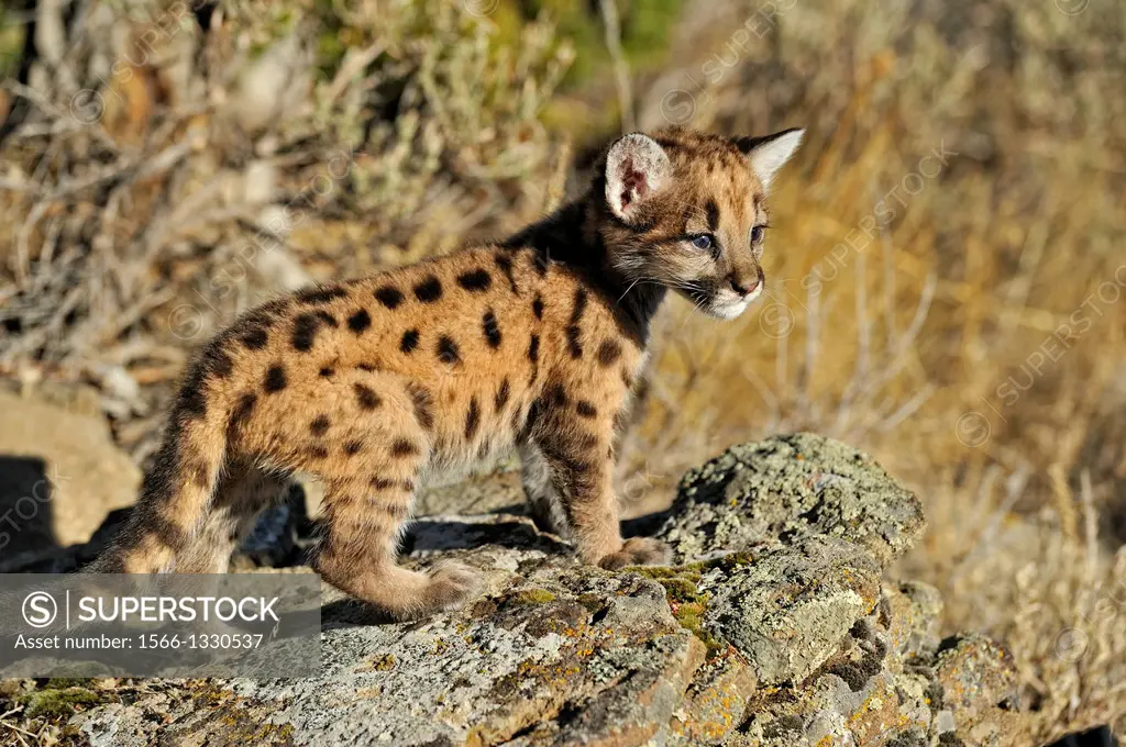 Mountain lion, Puma, Cougar (Puma concolor) kitten in late autumn mountain habitat, Bozeman, Montana, USA.