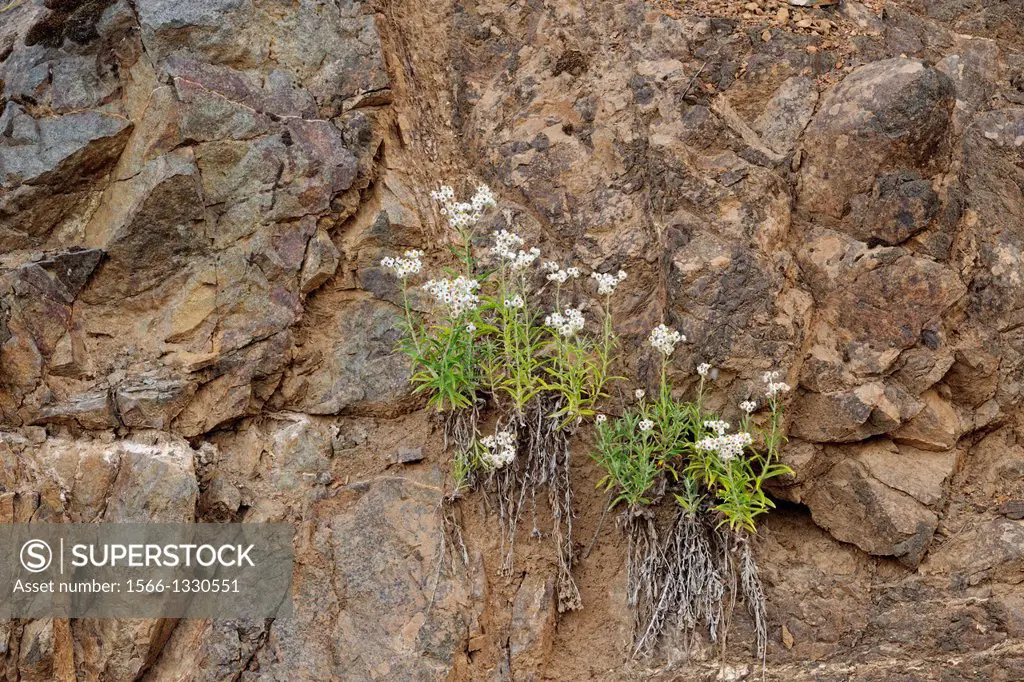 Pearly everlasting (Anaphalis margaritacea) Flowering colonies on rocky slopes in lte summer, Olympic National Park, Washington, USA.