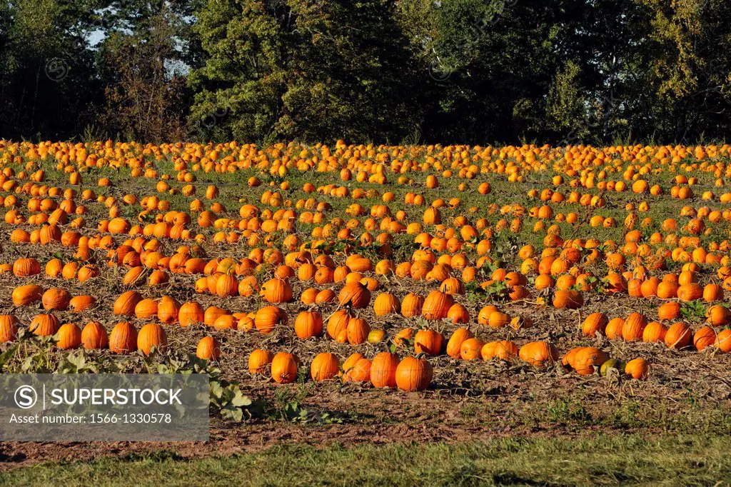 Pumpkin patch with ripe pumpkins ready for harvest, near Ashland, Wisconsin, USA.