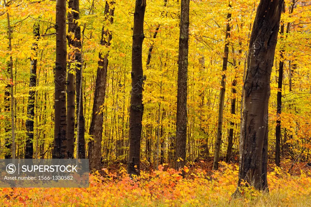 Beech-maple hardwood forest in late autumn colour, Hulbert's Corner, Michigan, USA.