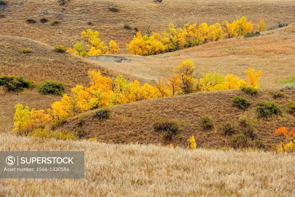 Green ash trees displaying early autumn colour in grasslands environment, Theodore Roosevelt National Park (South), North Dakota, USA.