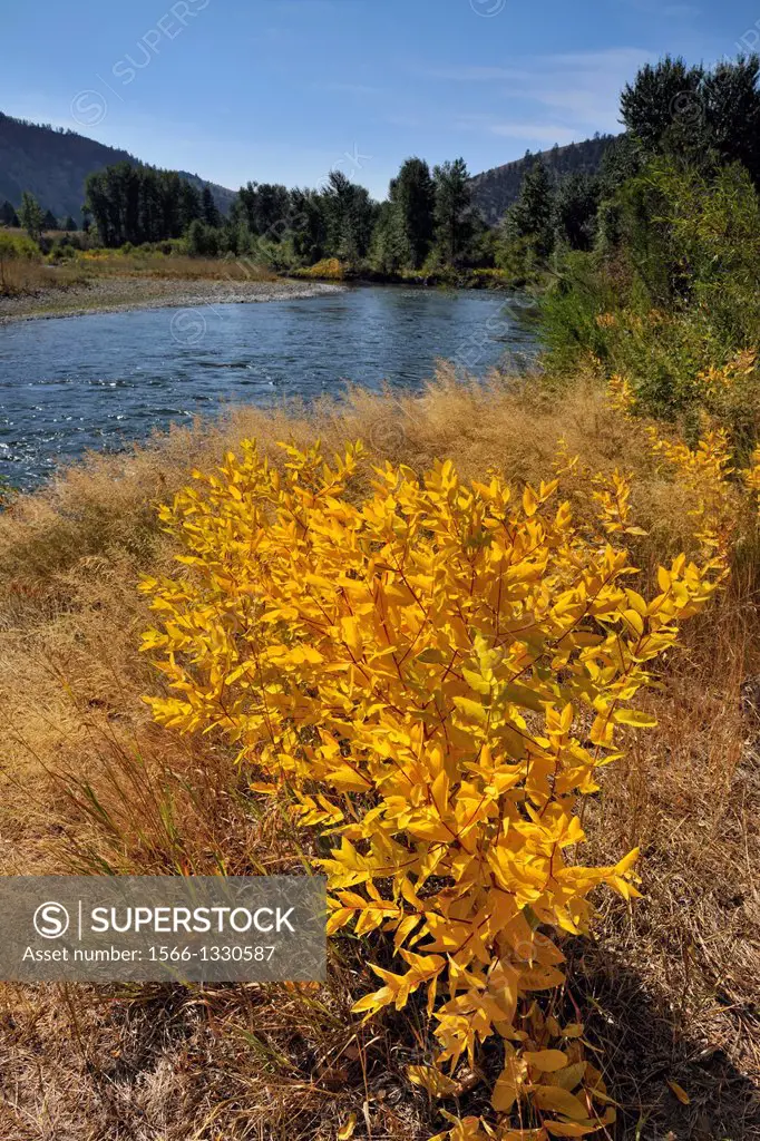 Clark Fork with riverbank willows displaying fall colours, near Drummond, Montana, USA.