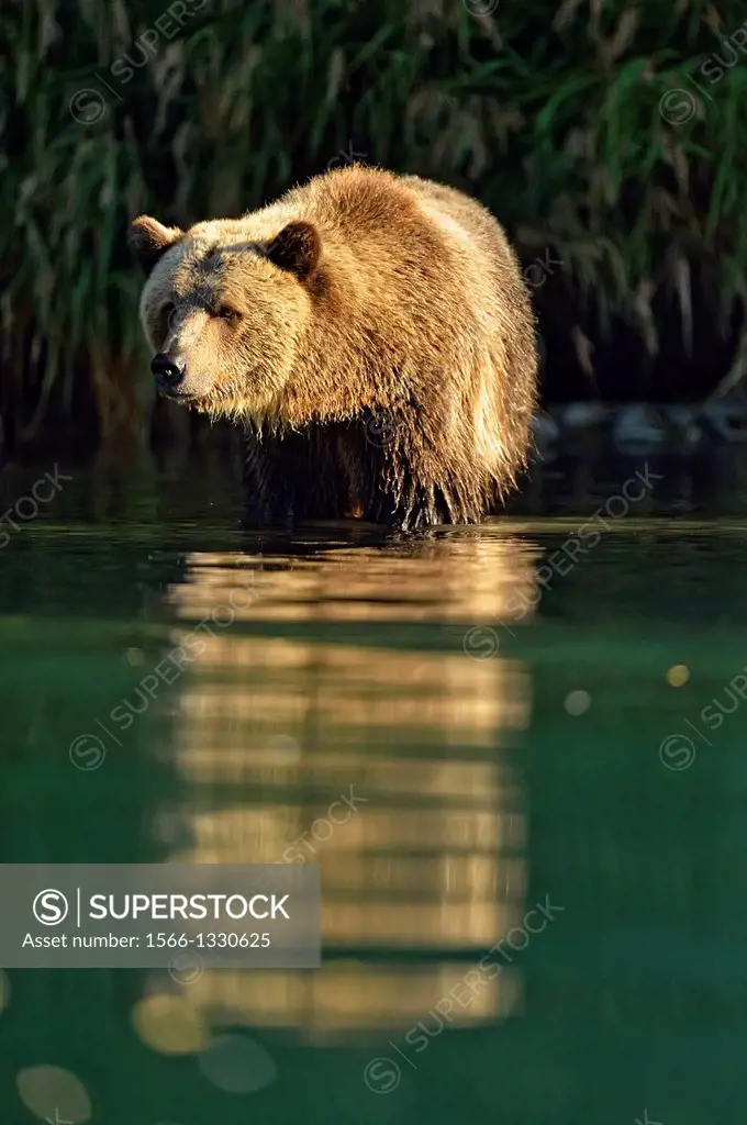Grizzly bear (Ursus arctos)- Hunting for spawning salmon along the shoreline of a salmon river, Chilcotin Wilderness, BC Interior, Canada.