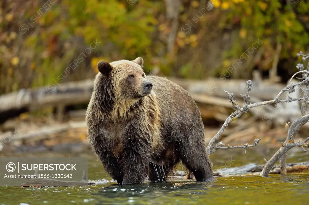 Grizzly bear (Ursus arctos)- Hunting sockeye salmon in a salmon river during spawning season, Chilcotin Wilderness, BC Interior, Canada.
