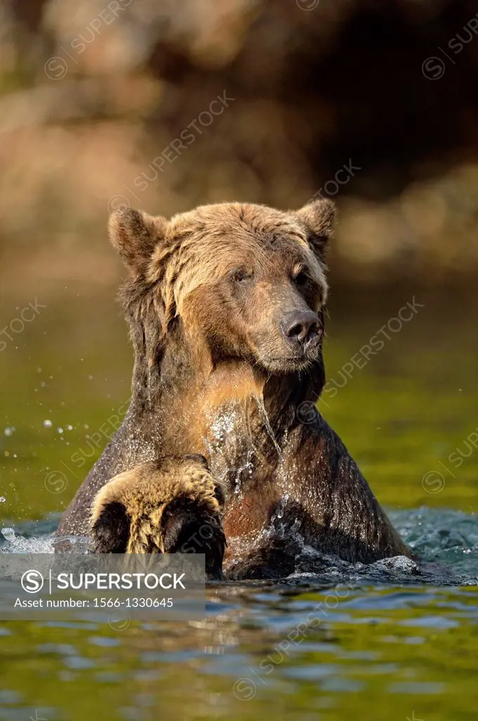 Grizzly bear (Ursus arctos)- Hunting sockeye salmon in a salmon river, Chilcotin Wilderness, BC Interior, Canada.