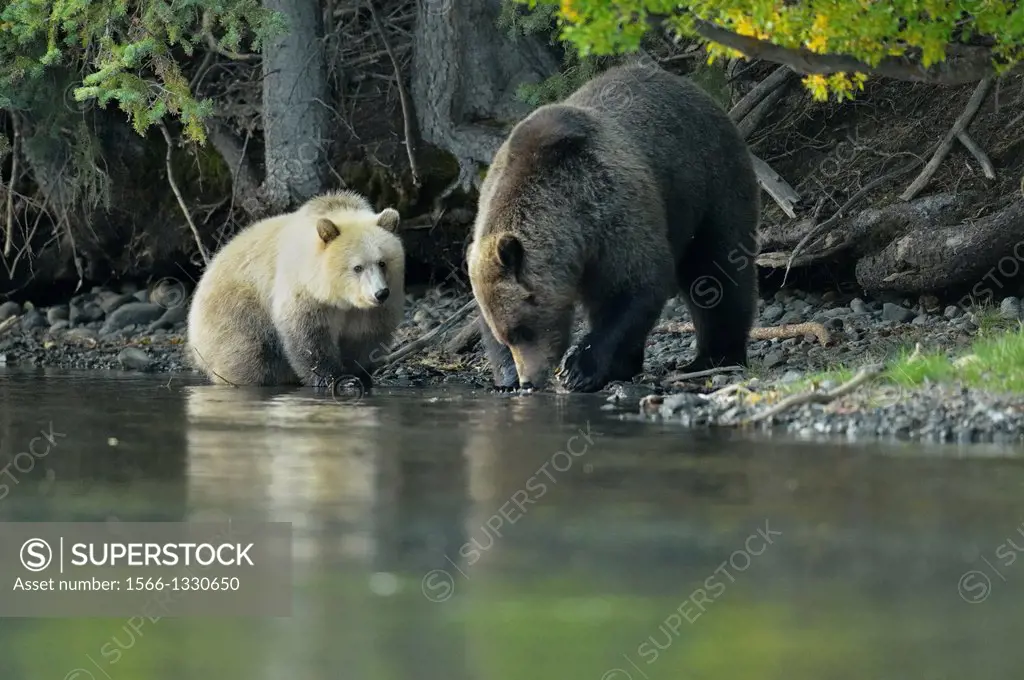 Grizzly bear (Ursus arctos)- white first-year cub with brown mother feeding on salmon on Chilko River, Chilcotin Wilderness, BC Interior, Canada.