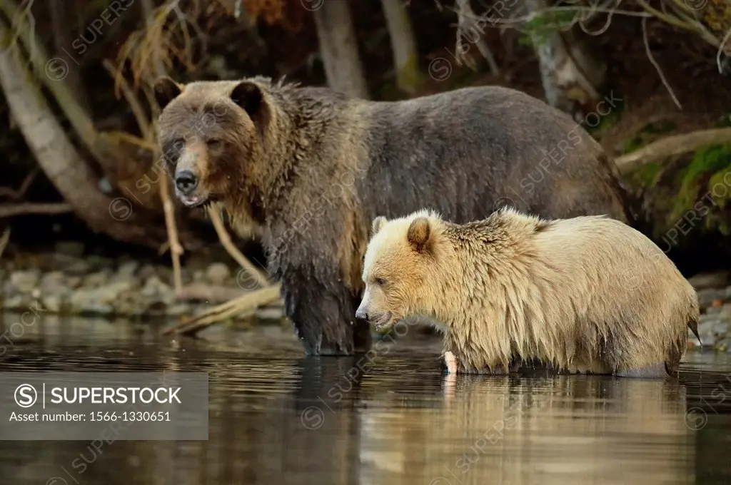 Grizzly bear (Ursus arctos)- white first-year cub with brown mother feeding on salmon on Chilko River, Chilcotin Wilderness, BC Interior, Canada.