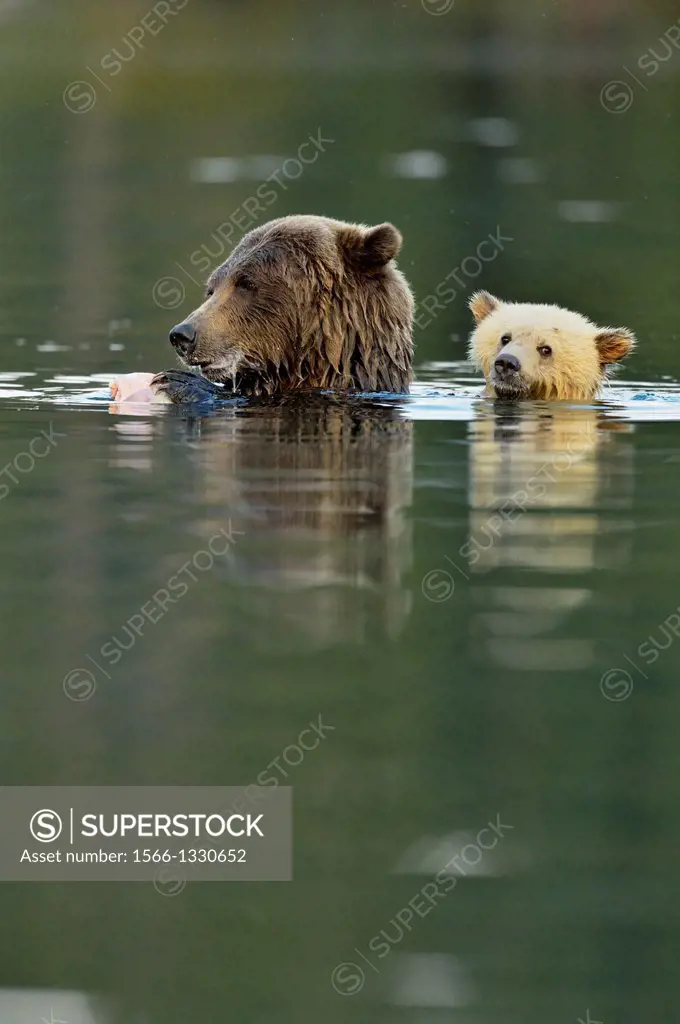 Grizzly bear (Ursus arctos)- First-year white cub and brown mother feeding on salmon during spawning season, Chilcotin Wilderness, BC Interior, Canada...