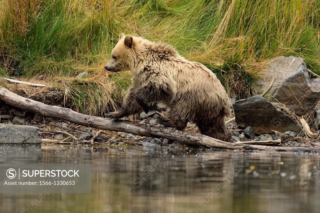 Grizzly bear (Ursus arctos)- White first-year cub on riverbank during salmon spawning season, Chilcotin Wilderness, BC Interior, Canada.