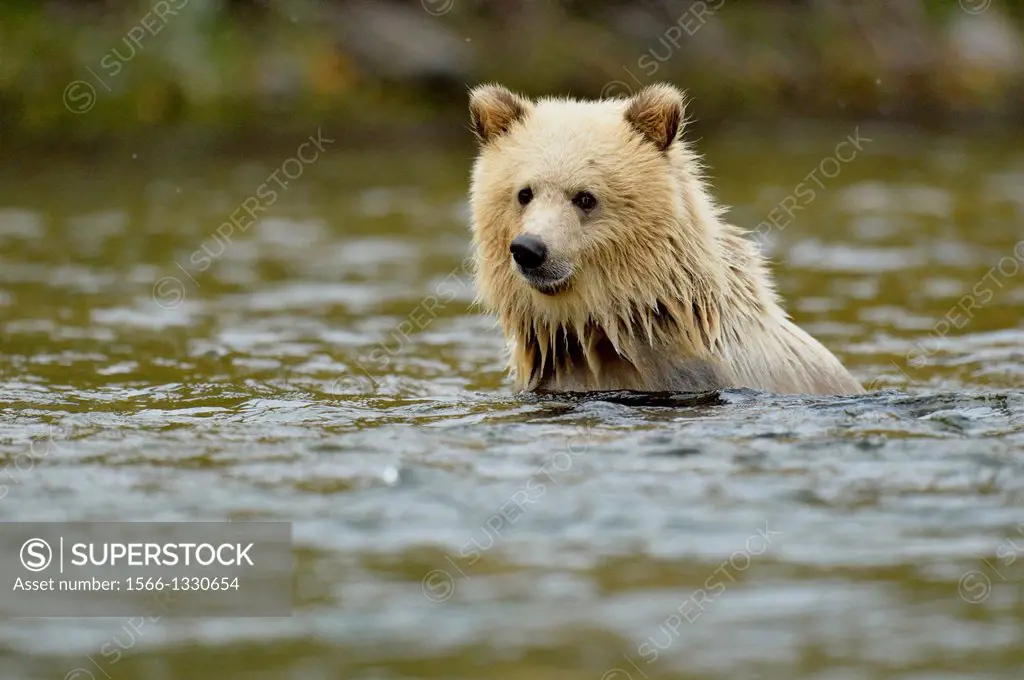 Grizzly bear (Ursus arctos)- White first-year cub swimming in salmon river during spawning season, Chilcotin Wilderness, BC Interior, Canada.