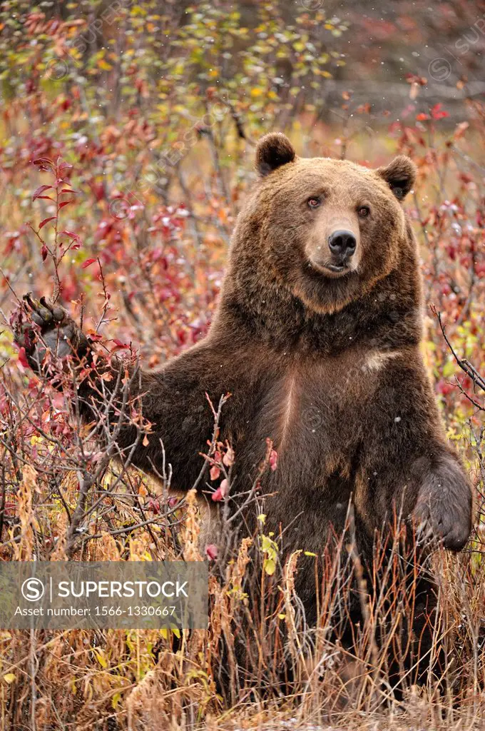 Grizzly bear (Ursus arctos) in late autumn mountain habitat, Bozeman, Montana, USA.