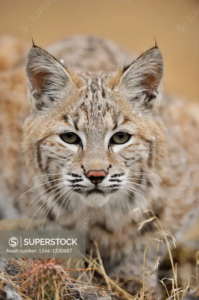 Bobcat (Lynx rufus) Young individual in late autumn mountain habitat, Bozeman, Montana, USA.
