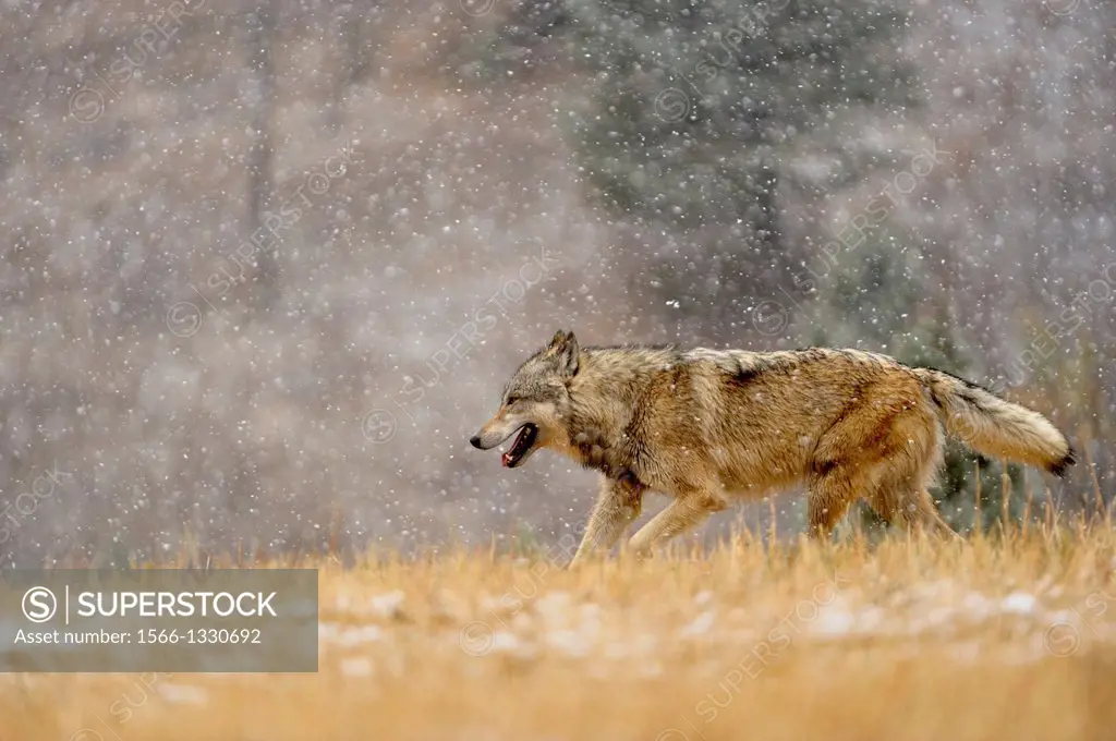 Gray wolf (Canis lupus) pack in late autumn mountain habitat, Bozeman, Montana, USA.