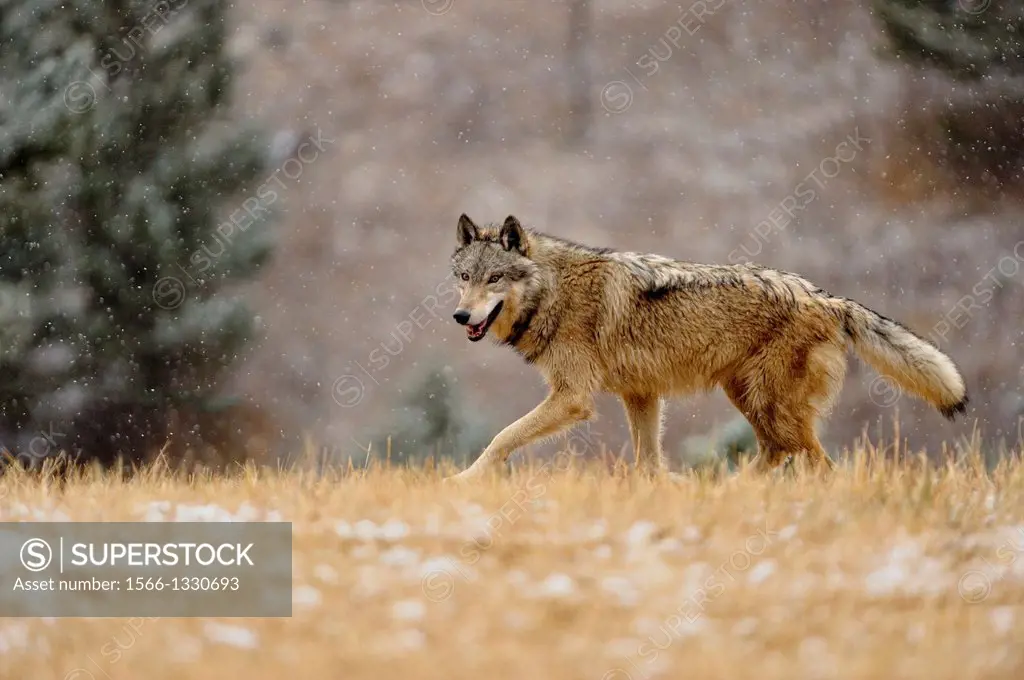Gray wolf (Canis lupus) pack in late autumn mountain habitat, Bozeman, Montana, USA.