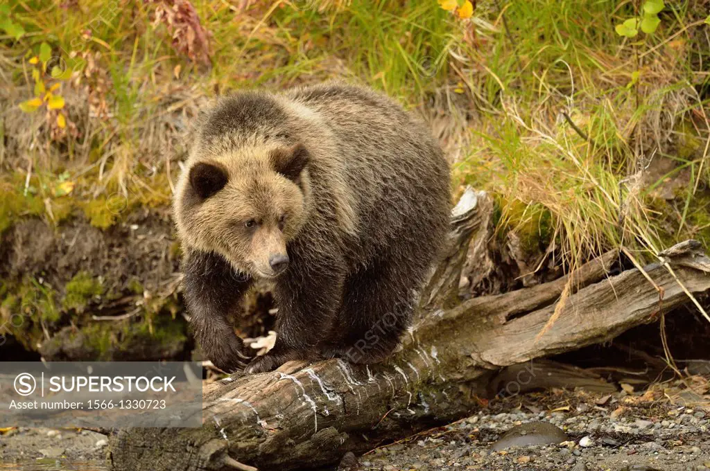 Grizzly bear (Ursus arctos)- First year cub on shore of a salmon river during the autumn spawning season, Chilcotin Wilderness, BC Interior, Canada.