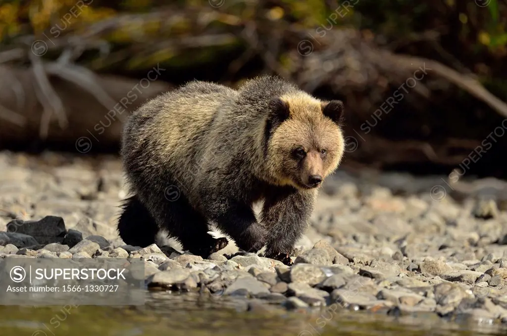 Grizzly bear (Ursus arctos)- First year cub on shore of a salmon river during the autumn spawning season, Chilcotin Wilderness, BC Interior, Canada.