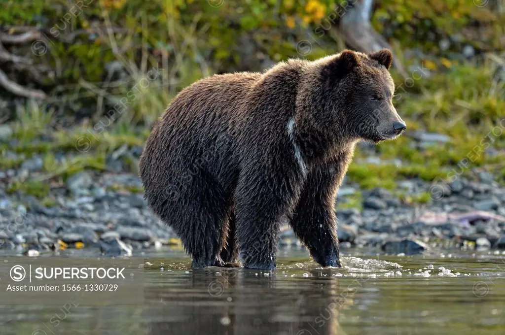 Grizzly bear (Ursus arctos)- Yearling (second-year) cub on shore of a salmon river during the autumn spawning season, Chilcotin Wilderness, BC Interio...