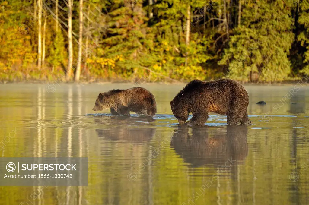 Grizzly bear (Ursus arctos)- Yearling (second-year) cub and mother wading in a salmon river during the autumn spawning season, Chilcotin Wilderness, B...